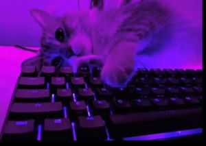 Meet your Posher, Angel